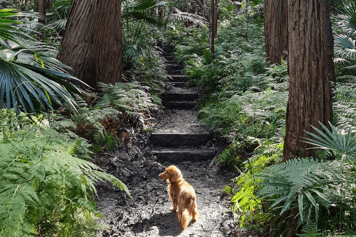 Trail Running with Your Dog