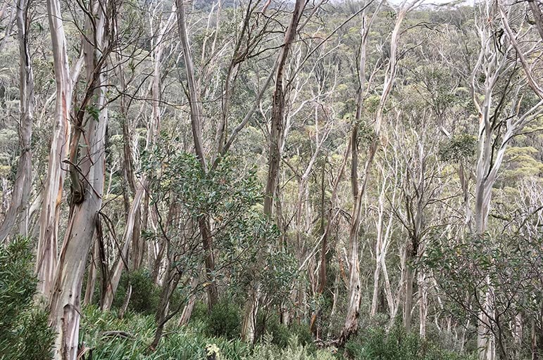 Image of trees